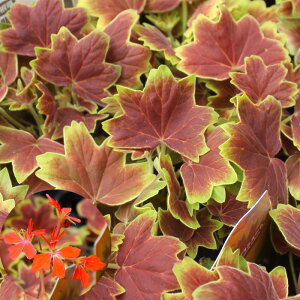 ݂t [jE 3 ԕc Gi [Hc]