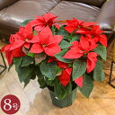豪華 特大 ポインセチア 2本立ち レッド 赤色 8号鉢 鉢植え