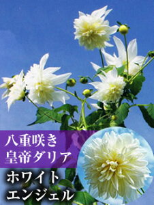 ダリア 苗の人気商品 通販 価格比較 価格 Com