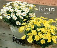 サントリー オステオ スペルマム キララ 3.5号 花苗 [秋苗予約]