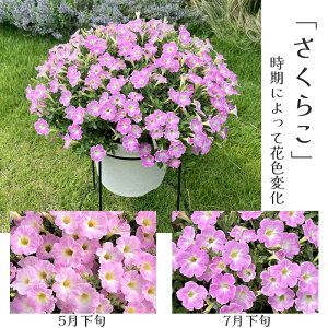 �y�����Z�[���z �T���g���[ �T�t�B�j�A �A�[�g �ԕc 3��(�h�{�n�F�ς��y�`���j�A)[�t�c�\��]