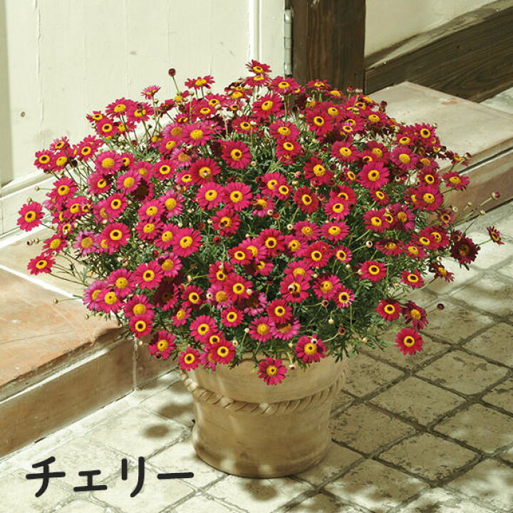 楽天市場 サントリーフラワーズ ボンザ マーガレット 3 5号 花苗 春苗 花苗園芸店なごみ 楽天市場 サントリーフラワーズ ボンザ マーガレット 3 5号 花苗 春苗 花苗園芸店なごみ
