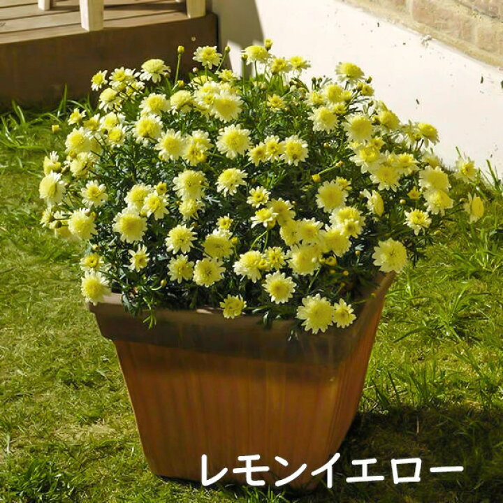 楽天市場 サントリーフラワーズ ボンザ マーガレット 3 5号 花苗 秋苗 花苗園芸店なごみ