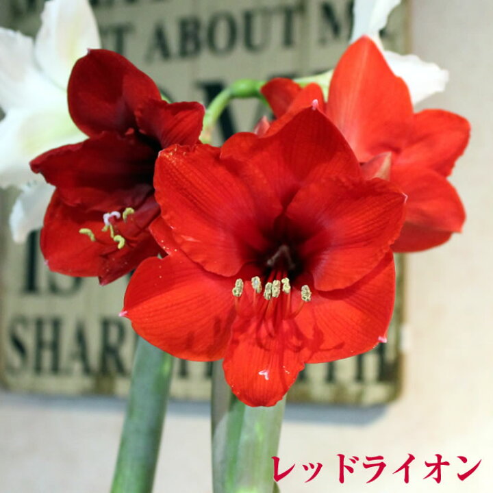 楽天市場 オランダ産 アマリリス 特大球 球根 写真ラベル付 花苗園芸店なごみ