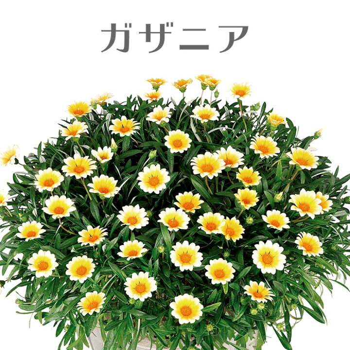楽天市場 ハクサン 栄養系 ガザニア 3号 花苗 Pw 夏苗 花苗園芸店なごみ