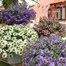楽天市場 夏の花 ガーデニング プランターの通販