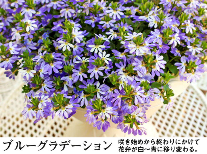 楽天市場 サントリー サンクエール ブルーファンフラワー 3 5号花苗 夏苗 花苗園芸店なごみ