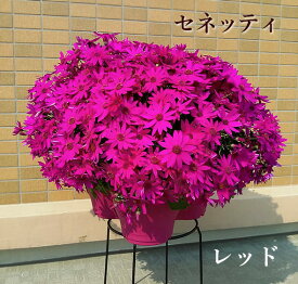 サントリー セネッティ 豪華咲き 3.5号 苗から育てるサイネリア 花苗 [秋苗予約]