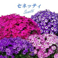 サントリー セネッティ 豪華咲き 3.5号 苗から育てるサイネリア 花苗 [秋苗予約]