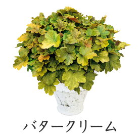 【処分セール】 PW ヒューケラ ドルチェ カラーリーフ 苗（ツボサンゴ）3号 [秋苗予約]