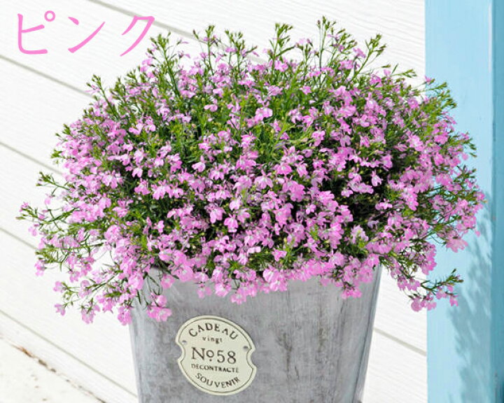 楽天市場 サントリー ロベリア アズーロコンパクト 3 5号 専門店用 花苗 春苗予約 花苗園芸店なごみ