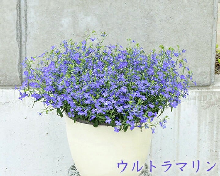 楽天市場 サントリー ロベリア アズーロコンパクト 3 5号 専門店用 花苗 春苗予約 花苗園芸店なごみ