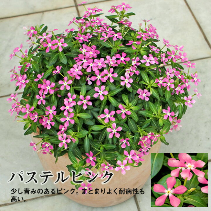 楽天市場 サントリー 極小輪ニチニチソウ フェアリースター 3号 花苗 夏苗 花苗園芸店なごみ