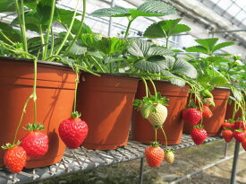 楽天市場 イチゴ 苗 四季なりの通販