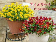 サントリー ビオラ フィオリーナ 3.5号ポット 這性タイプ ヴィオラ 花苗[秋苗予約] プレミアム ビオラ