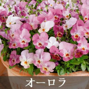 Tg[ rI tBI[i 3.5|bg ^Cv BI ԕc[Hc\] v~A rI