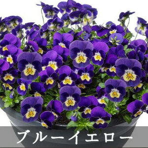 Tg[ rI tBI[i 3.5|bg ^Cv BI ԕc[Hc\] v~A rI