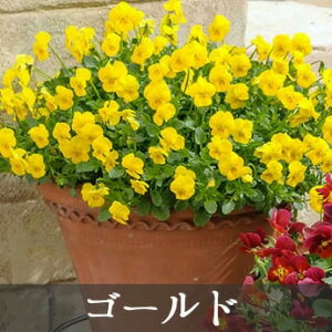 Tg[ rI tBI[i 3.5|bg ^Cv BI ԕc[Hc\] v~A rI