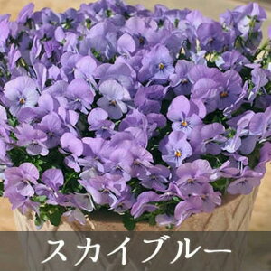 Tg[ rI tBI[i 3.5|bg ^Cv BI ԕc[Hc\] v~A rI