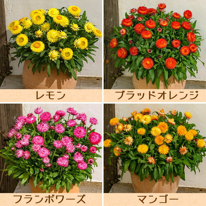 楽天市場 春セール対象 処分品 サントリーフラワーズ コロロ 3 5号ポット 帝王貝細工 ヘリクリサム 専門店 花苗 春苗予約 花苗園芸店なごみ