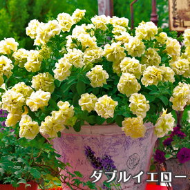 楽天市場 ペチュニア 鉢植えの通販