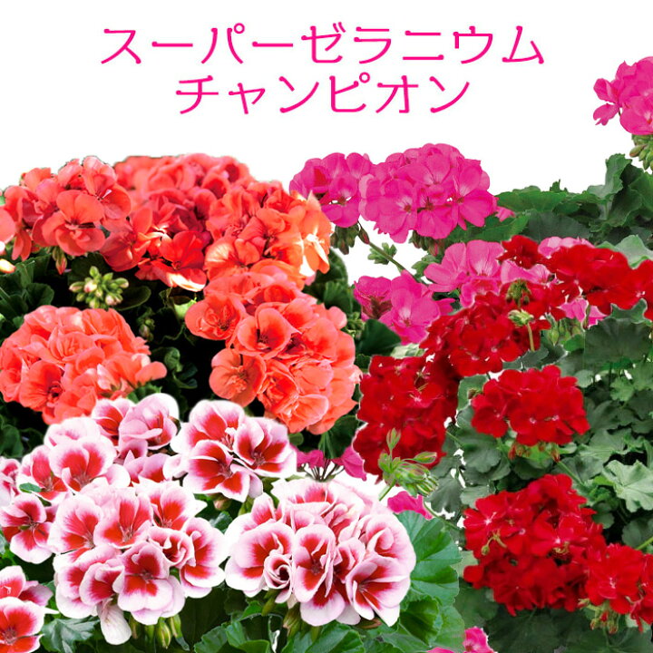 楽天市場 スーパーゼラニウム チャンピオン 花苗 3号 ゼラニューム 新品種 Pw 春苗予約 花苗園芸店なごみ