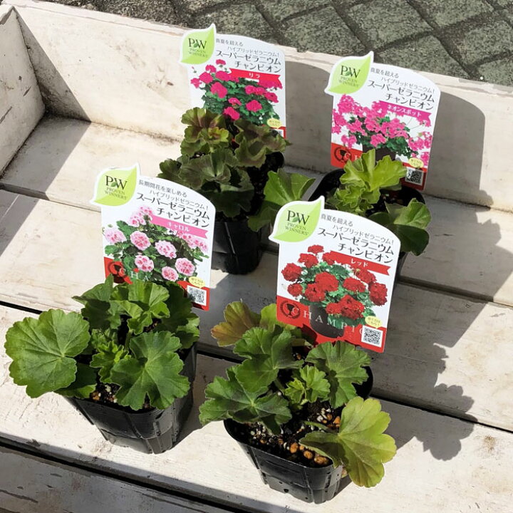 35 Off スーパーゼラニウム チャンピオン 花苗 3号 Discoversvg Com