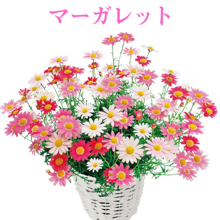 楽天市場 マーガレット Pwブランド 花苗 3号 春苗 花苗園芸店なごみ 楽天市場 マーガレット Pwブランド 花苗 3号 春苗 花苗園芸店なごみ