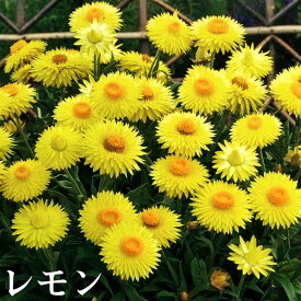 楽天市場 苗物 種類 植物 キク ガーデニング 農業 花 ガーデン Diy の通販