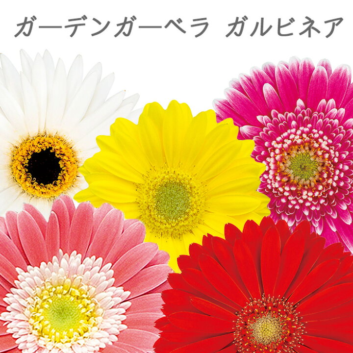 楽天市場 ガーデン ガーベラ ガルビネア 花苗 3号 ロングポット 秋苗 花苗園芸店なごみ