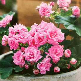 楽天市場 乾燥 に 強い 花 多年草の通販