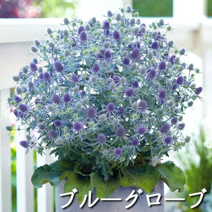 楽天市場 エリンジューム マジカル 宿根草 3 5号花苗 夏苗 花苗園芸店なごみ 楽天市場 エリンジューム マジカル 宿根草 3 5号花苗 夏苗 花苗園芸店なごみ