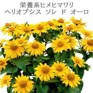 ひまわり 苗 農業資材 ガーデニング用品の人気商品 通販 価格比較 価格 Com ひまわり 苗 農業資材 ガーデニング用品の人気商品 通販 価格比較 価格 Com