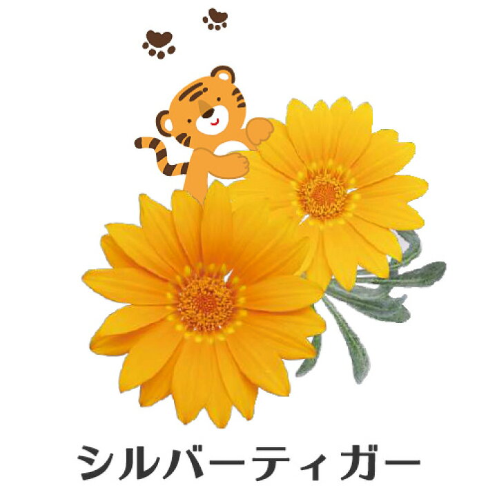 楽天市場 栄養系 ガザニア ビースト 3号 花苗 Pw 夏苗 花苗園芸店なごみ