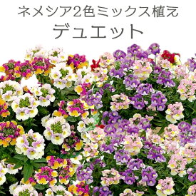楽天市場 花苗の通販