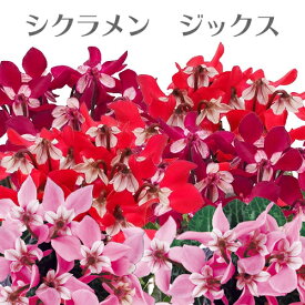 シクラメン ジックス フラワーセレクション受賞 3号 秀品 花苗 [秋苗]