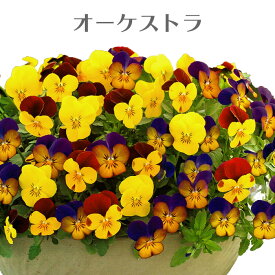 ビオラ 1株で3色 フローラルパワートリコロール 3色ミックス植え 3.5号ポット 花苗 [秋苗予約]