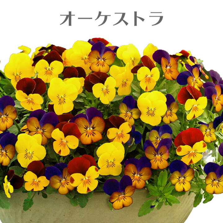 楽天市場 タキイ ビオラ フローラルパワートリコロール 3色ミックス植え 3 5号ポット 花苗 秋苗予約 花苗園芸店なごみ