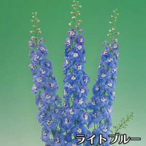  d炫 ftBjE I[ ^LCc 3 ԕc[Hc\]