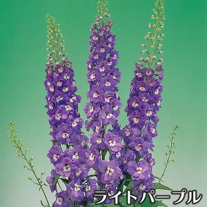 y ubNtCf[2025 z d炫 ftBjE I[ ^LCc 3 ԕc[Hc\]