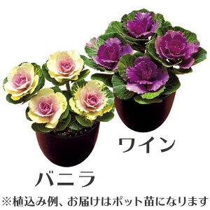 ハボタン 苗の人気商品 通販 価格比較 価格 Com