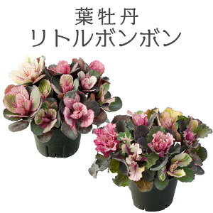 苗 葉牡丹の通販 価格比較 価格 Com