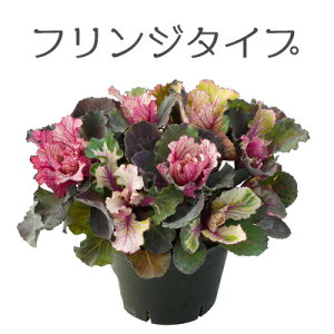 AeB[NF ~jtO o}L g{{ 8cmd|bg ܂[~c\]