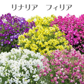 楽天市場 春の 花 ガーデニングの通販