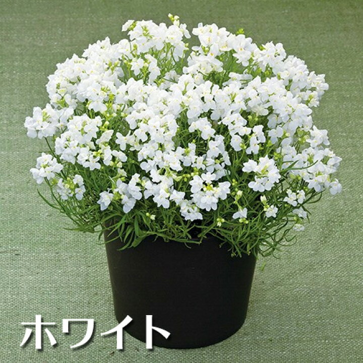 楽天市場 春セール対象 訳アリ処分 リナリア フィリア 3号ポット 花苗 ヒメキンギョソウ 改良 新品種 花苗園芸店なごみ