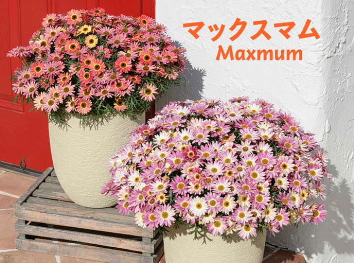 楽天市場 春セール対象 サントリーフラワーズ マックスマム 大輪系マーガレット 3 5号 花苗 春苗 花苗園芸店なごみ 楽天市場 春セール対象 サントリーフラワーズ マックスマム 大輪系マーガレット 3 5号 花苗 春苗 花苗園芸店なごみ