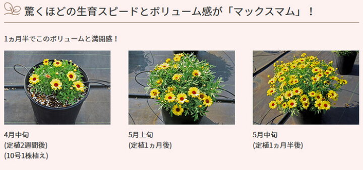 楽天市場 春セール対象 サントリーフラワーズ マックスマム 大輪系マーガレット 3 5号 花苗 春苗 花苗園芸店なごみ
