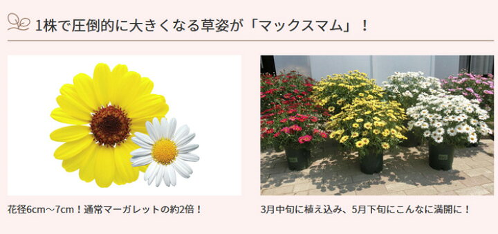 楽天市場 春セール対象 サントリーフラワーズ マックスマム 大輪系マーガレット 3 5号 花苗 春苗 花苗園芸店なごみ 楽天市場 春セール対象 サントリーフラワーズ マックスマム 大輪系マーガレット 3 5号 花苗 春苗 花苗園芸店なごみ