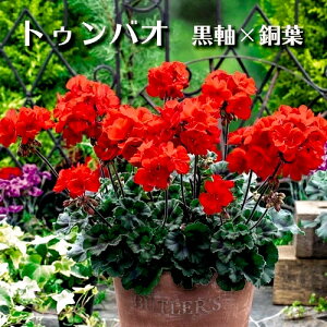 [jE [Cg 3.5 ԕc ^LC[Hc\]