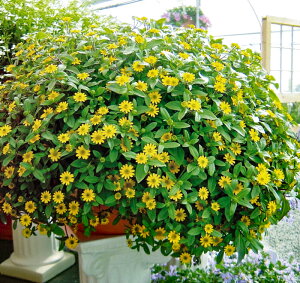 花 寄せ植え 春 苗の人気商品 通販 価格比較 価格 Com